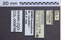 Etiketten zu Glyphonyx recticollis (NHMW-ZOO-COL-0008788)